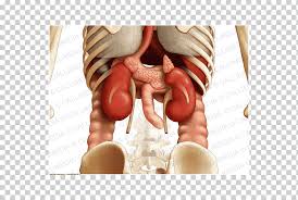 An organ is a collection of tissues joined in a structural unit to serve a common function. Abdomen Organ Pelvis Coronal Plane Thorax Others Hand Anatomy Human Back Png Klipartz