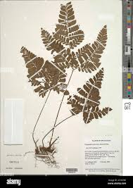 Image result for Triplophyllum protensum