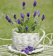 Richtige Lavendel Pflege Pflegetipps Zum Pflanzen Uberwintern Und Schneiden Lavendel Pflanzen Pflege Pf Garten Lavendel Lavendel Pflanzen Lavendelbluten