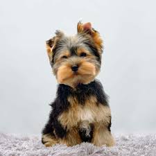 Image result for yorkshire haircut