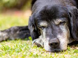 Our veterinarians will not vaccinate pets that have experienced a previous reaction to vaccinations. College Park Elderly Dog Care Senior Dog Care