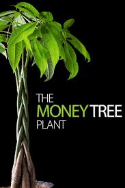 And since most of us shop at the dollar tree to stay on budget, it's a good idea to know what's worth your money. Making The Most Of Your Money Tree Plant