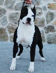 American Pit Bull Terrier Black And White Black And White Beauty Black Pitbull Black And White Pitbull Black Pitbull Puppies