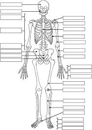 Skeleton Label Worksheet With Answer Key Anatomy And Physiology Anatomy Coloring Book Skeletal System Worksheet