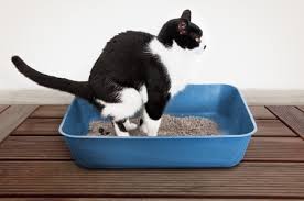 I know that many people find cats pooping in the garden really annoying and to help retain or restore good neighborly relations, it might be useful to know some ways to discourage your own cats from using your neighbor's garden. I Hate Cat Shit Cat Crap In My Garden Mykp Co Uk