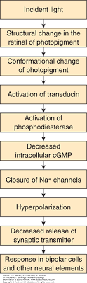 Physiology Of Sight In Flow Chart Diagram