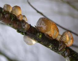 Image result for Exidia sp.