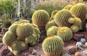 Can this be divided into a new plant or should i just leave it. Echinocactus Grusonii Golden Barrel Cactus