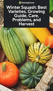 Summer squash, courgettes, winter squash and pumpkins are all within the cucurbita plant family.these plants can all be excellent choices companion planting can improve environmental conditions, attract pollinators and other beneficial insects and help gather the nutrients that these. Winter Squash Best Varieties Growing Guide Care Problems And Harvest