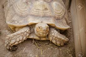 Share facebook twitter whatsapp courriel linkedin telegram pinterest. Tortue Geante D Aldabra Aldabrachelys Gigantea La Plus Grande Tortue Du Monde Banque D Images Et Photos Libres De Droits Image 59986730
