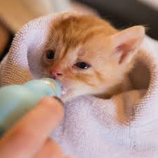 Instead, microwave a bowl of water and place the prepared bottle inside to warm up safely. Ask Einstein How Do You Bottle Feed An Orphan Kitten Catster