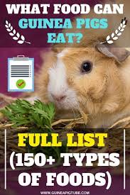 Pin On Guinea Pigs