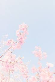 Check spelling or type a new query. Kawaii Cute Cherry Blossom Wallpaper Novocom Top