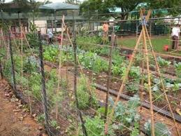 To make a trellis simply cut off the ends of {9} 6′ sticks and line them up in a grid pattern {5 sticks by 4 sticks}. How To Make A Bamboo Tepee In A Minute The Micro Gardener