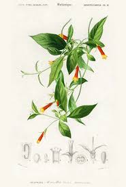 Image result for Manettia