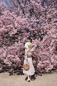 Shinjuku Gyoen Park Tokyo Full Bloom Sakura 2017 Cherry Blossoms Japan Pink Spring Cherry Blossoms Japan Spring Sakura Bloom Spring Outfits Japan