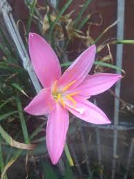 Image result for Romulea congoensis