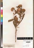 Image result for Vernonia adoensis