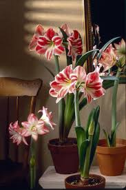 Check spelling or type a new query. Amaryllis Are Fabulous Foolproof And Fun News