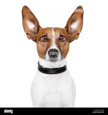 Pazzo piccolo cane jack russell terrier immagini e fotografie stock ad alta  risoluzione