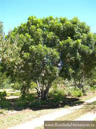 Image result for Bergia capensis