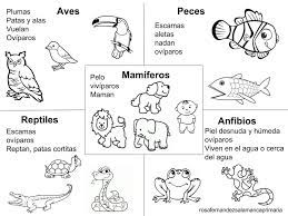 3 Bp Blogspot Com W7iuwlv85bs Wknmzhx9wwi Aaaaaaabofq Gxiccwmiit4jkx26 Uh4qv 7z Vertebrados E Invertebrados Animales Viviparos Caracteristicas De Los Animales