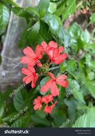 Image result for Crossandra nilotica