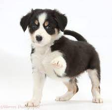 Dog Tricolour Border Collie Pup Standing And Pointing With Paw Photo Border Collie Puppies Tricolor Border Collie Border Collie