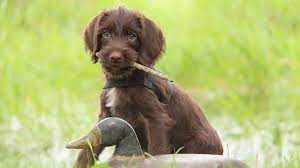 Pudelpointer puppies for sale near me. Pudelpointer Price Temperament Life Span