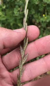 Image result for Lolium multiflorum