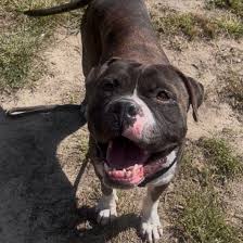 Associated - Princeton is an absolute prince of a dog! This sweet and silly  character is about 7 years old and he hopes that won't deter you from  coming to meet him,