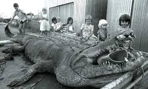 Largest Crocodile Ever Fri Apr 29 2011 12 58 Pm Scary Animals Big Animals Weird Animals