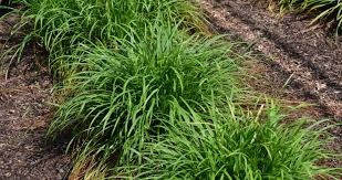 Image result for Sebaea sedoides