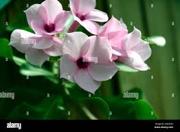 Image result for Adenium boehmianum