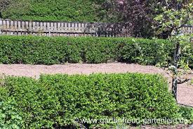 Tierischer Arger Im Garten Lause Schnecken Raupen