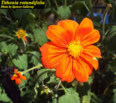 Image result for Tithonia rotundifolia