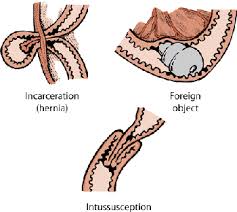 It can be difficult to tell when a dog is suffering from a painful condition because they aren't able to voice their discomfort like humans can. Disorders Of The Stomach And Intestines In Dogs Dog Owners Veterinary Manual