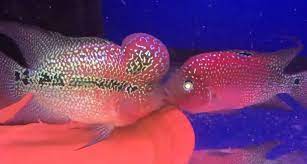 Pin On Flowerhorn Average Price By Region