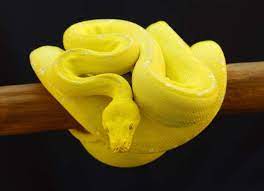 If This Was My Snake Her Name Would Be Lemon Drop Snake Green Trees Cute Snake