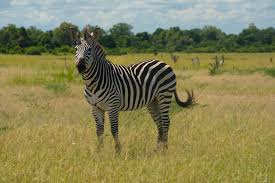 Horses wearing zebra coats on a farm in britain. 10 Places Where Zebras Live In The Wild