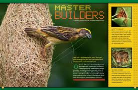 Animal master is a character theme. Master Builders Nwf Ranger Rick