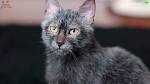 Lykoi Cat Breeders and Information - Kittens For Sale