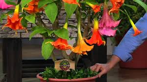 Versicolor brugmansia angels trumpet live tropical plant large changeable peach yellow white bloom starter size 4 inch emerald tm 4.0 out of 5 stars 63 $26.50 $ 26. Roberta S 2 Pc Large Bloom Angel Trumpet Patio Tree On Qvc Youtube