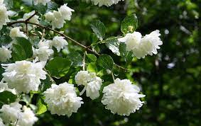 Jasmine Jasmine Flower White Flowers Garden Flower Wallpaper