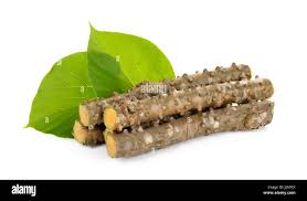 Image result for Tinospora