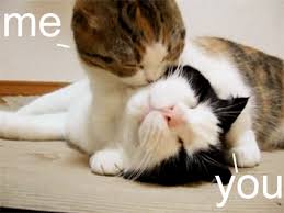 Kiss Cat Gifs Get The Best Gif On Giphy