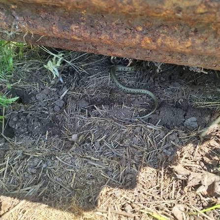 Snakes alive! In our April reptile survey, we recorded two grass snakes  where they haven't been spotted before. This one was quick to slither off  as soon as we got the camera