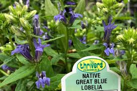 Image result for Lobelia holstii