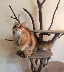 They're versatile, easy to work with and are the perfect piece of hardscape material to create an. Elegant Driftwood Cat Trees Hauspanther