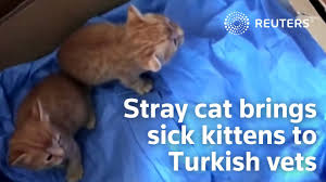 All it takes is for us to get on the wrong side of mom, and we are due for some trouble. Turkish Stray Cat Brings Kittens To Vet In Adorable Video Petsradar